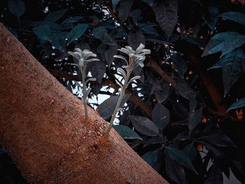 High angle view of wet leaves