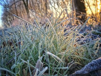 Close-up of plants on field