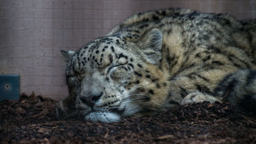 Close-up of tiger sleeping