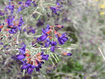 Close-up of purple flowers