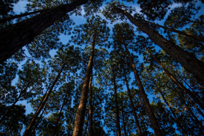 Low angle view of trees growing in forest