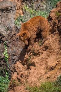 Brown bear climbs down steep red rock