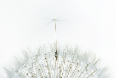 Close-up of dandelion against sky