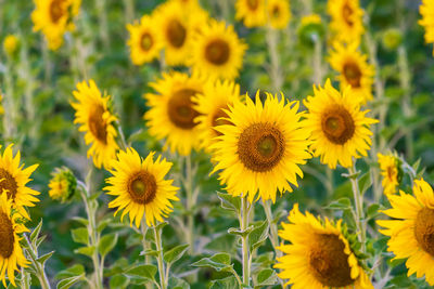 Close-up of yellow flowering plants on field