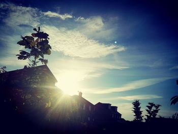 Low angle view of fresh flowers against sky during sunset