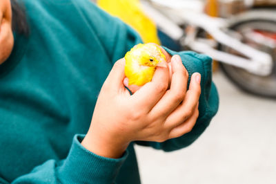 Close-up of a hand holding bird