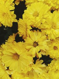 Close-up of yellow flowers blooming outdoors