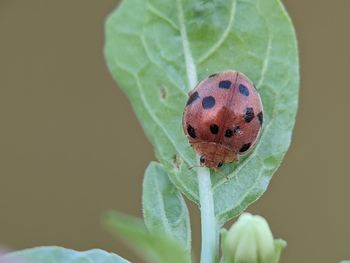 Close-up of insect on leaf