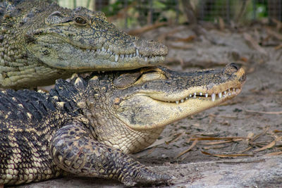 Close-up of alligators one on top