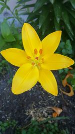 Close-up of yellow frangipani blooming outdoors