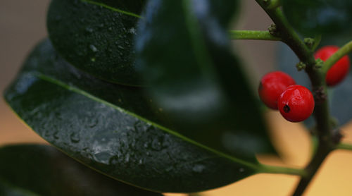 Close-up of water drops on fruit tree