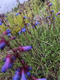 High angle view of purple crocus flowers on field