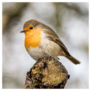 Close-up of bird perching