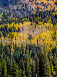 Scenic view of forest