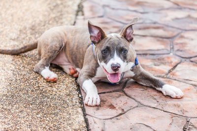 Portrait of dog lying on footpath