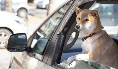 Adorable red shiba inu dog in a red collar looks out of the car window on a sunny summer day.