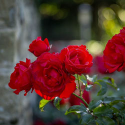 Close-up of red rose