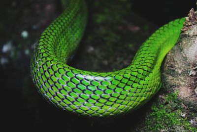 Close-up of green lizard