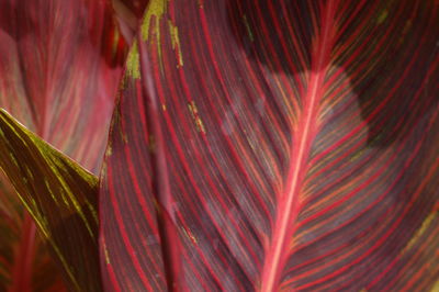 Full frame shot of multi colored leaf