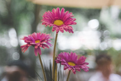 Close-up of pink flowering plant