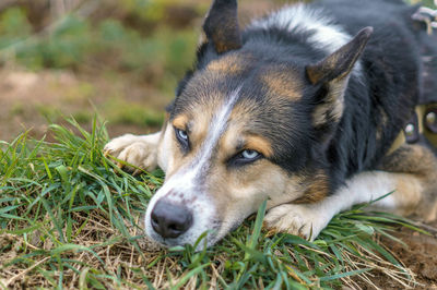 Close-up of dog lying on grass