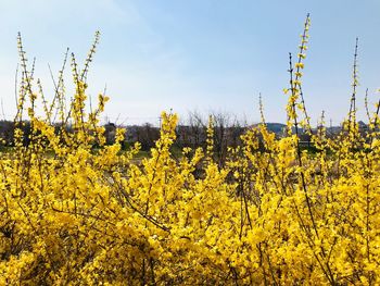 Yellow flowering plants on field against sky