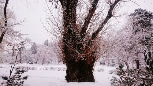 Trees on snow covered landscape