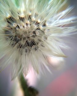 Close-up of dandelion