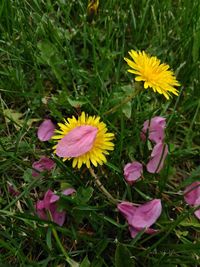 Close-up of fresh pink flowers in field