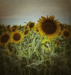 Close-up of sunflower blooming in field