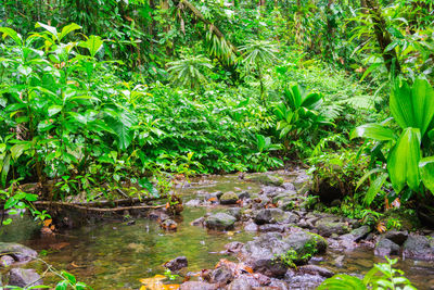 Plants by stream in forest