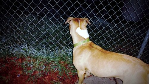 Dog in fence