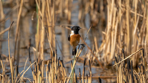 Bird perching on a plant