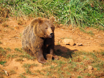 Lion sitting in a field