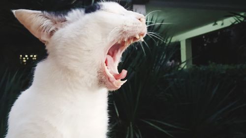 Close-up of cat yawning