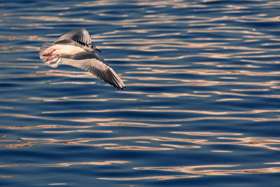 View of bird flying above water