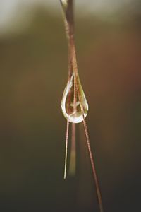 Close-up of water drop hanging on twig