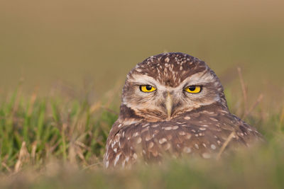 Close-up portrait of owl