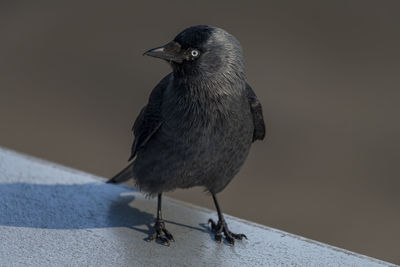 Close-up of bird perching on retaining wall