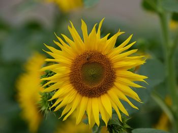 Close-up of yellow sunflower