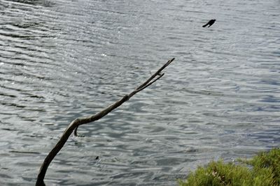 High angle view of bird flying over sea