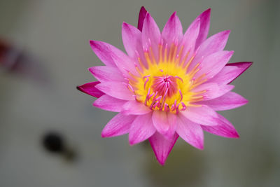 Close-up of pink water lily