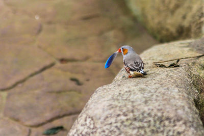 Close-up of bird perching on rock