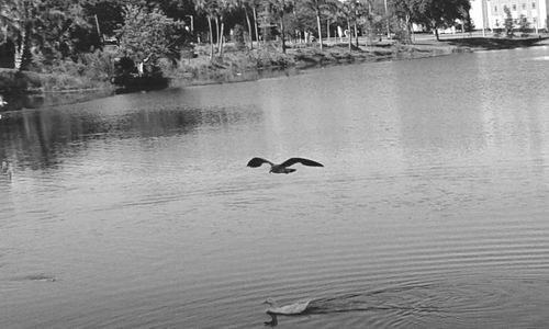 Reflection of trees in water