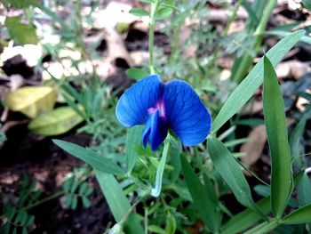 Close-up of blue flowers