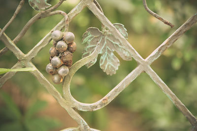 Close-up of berries growing on tree