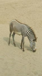 Close up of a zebra