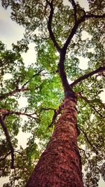 Low angle view of tree against sky