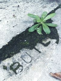 Plants growing in pond