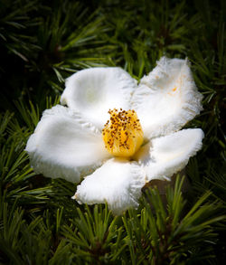 Close-up of white flower